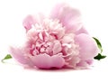 Pink peony