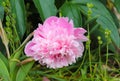Pink Peony Arrives in Spring Garden