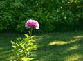Pink peony on a background of green foliage.