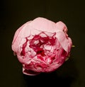 A Pink Peony bloom opening on a black background