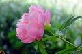 Pink Peony in Bloom Side View Portrait Royalty Free Stock Photo