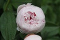 Pink Peony Bloom w/Raindrops 2020 5B Royalty Free Stock Photo