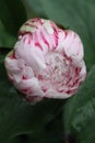 Pink Peony Bloom w/Raindrops 2020 6B Royalty Free Stock Photo