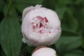 Pink Peony Bloom w/Raindrops 2020 4B Royalty Free Stock Photo
