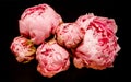 Pink Peony blooms on a black background