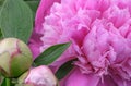 Pink peony blooms closeup