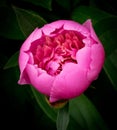 Pink Peony Blossom With Natural Dark Green Background Royalty Free Stock Photo