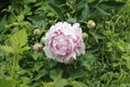 Pink peony Royalty Free Stock Photo