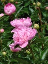 Pink Peony blossoms in garden.