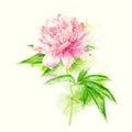 Pink peony with blots