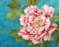 Pink peony on a blue background Royalty Free Stock Photo
