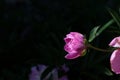 Pink Peony of bright color On a Dark Background in the park Royalty Free Stock Photo