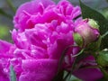 Pink peony bud and flower wet after rain. Drops of water are clearly visible on the bud. Royalty Free Stock Photo