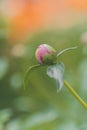Ants on a pink peony bud Royalty Free Stock Photo