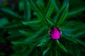 Beautiful pink peony bud on a dark background