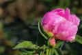 Pink peony bud in the rays of the morning spring sun. Flower in brilliant drops of dew. Gorgeous blurred green background Royalty Free Stock Photo