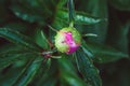 Pink peony buds wet after rein in the evening garden Royalty Free Stock Photo