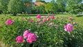 Pink Peony Bush