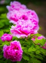 Pink peony , chinese national flower