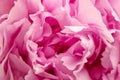 Pink Peony