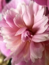 Pink Peony