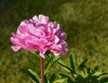The pink peony of The Fawn variety.
