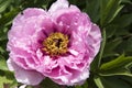 Pink Peony