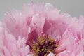 Pink Peony, soft colors, opened tree peony. Part of soft colored peony.