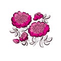 Pink peony floral sketch. spring flower Royalty Free Stock Photo