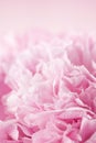 Pink peony flower Royalty Free Stock Photo