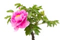 Pink peony flower Royalty Free Stock Photo
