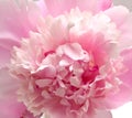 Pink peony flower background