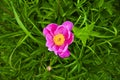 Pink Peony Flower. And beautiful background of green leaves Royalty Free Stock Photo