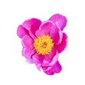 Pink Peony Flower. And beautiful background of green leaves Royalty Free Stock Photo