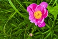 Pink Peony Flower. And beautiful background of green leaves Royalty Free Stock Photo