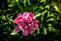 Pink peony flower Royalty Free Stock Photo