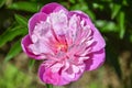 Pink peony flower. And beautiful bokeh of green leaves