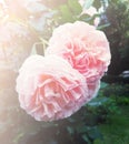 Pink peony flower. And beautiful bokeh of green leaves. Pink Peony with closed. Petals Royalty Free Stock Photo