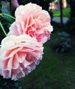 Pink peony flower. And beautiful bokeh of green leaves. Pink Peony with closed. Petals Royalty Free Stock Photo