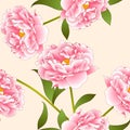 Pink Peony Flower on Beige Ivory Background. Vector Illustration