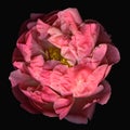 Pink peony flower bloom