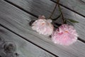 Pink peony flower in bloom with many petals close up still isolated on a grey wooden backgroundPink peony flower in bloom with man Royalty Free Stock Photo