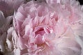 Pink peony flower in bloom with smooth clear petals