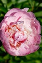 Pink peony flower blooming in the garden Royalty Free Stock Photo