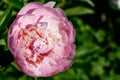 Pink peony flower blooming in the garden Royalty Free Stock Photo