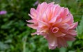 Pink peony flower blooming on a green flowerbed