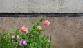 A pink peony flower blooms on a green flowerbed against a gray wall