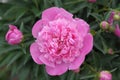 Pink peony flower blossoming in spring Royalty Free Stock Photo