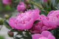 Pink peony flower blossoming in spring Royalty Free Stock Photo