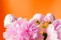 Pink Peony Flower Bouquet Isolated On A Solid Orange Background